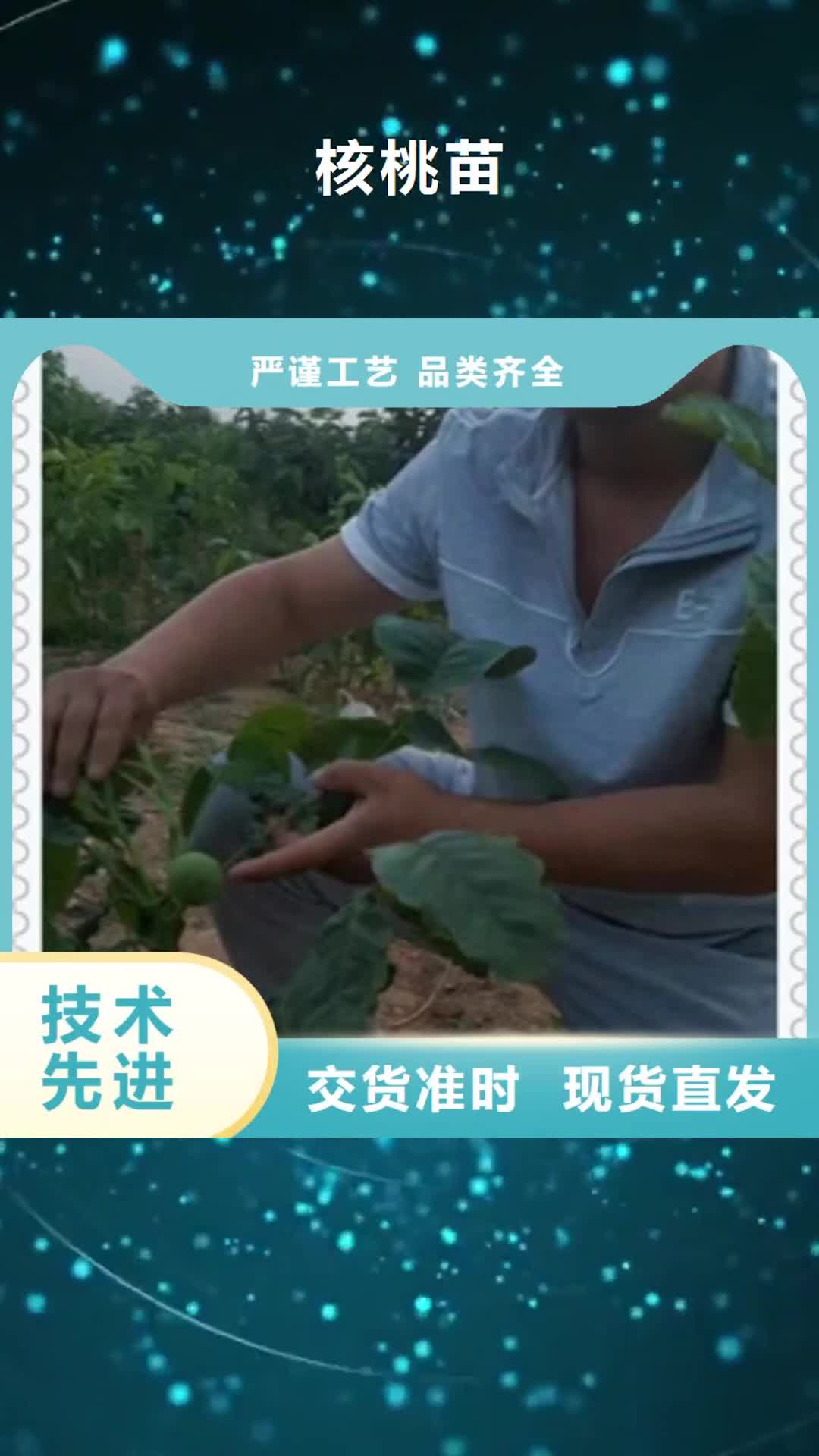 开封【核桃苗】 梨树苗质检合格出厂