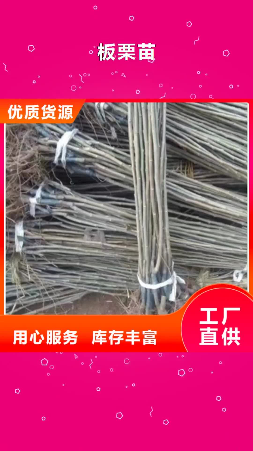 【昌都 板栗苗-桃树苗应用范围广泛】