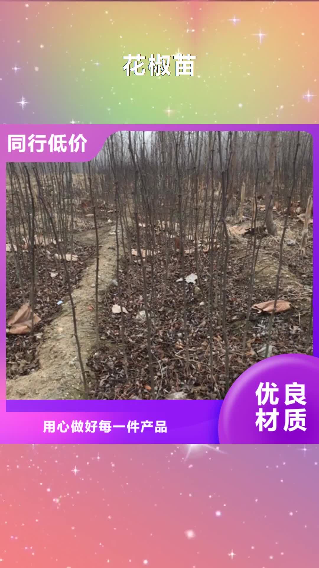 湛江【花椒苗】 梨树苗源厂供货