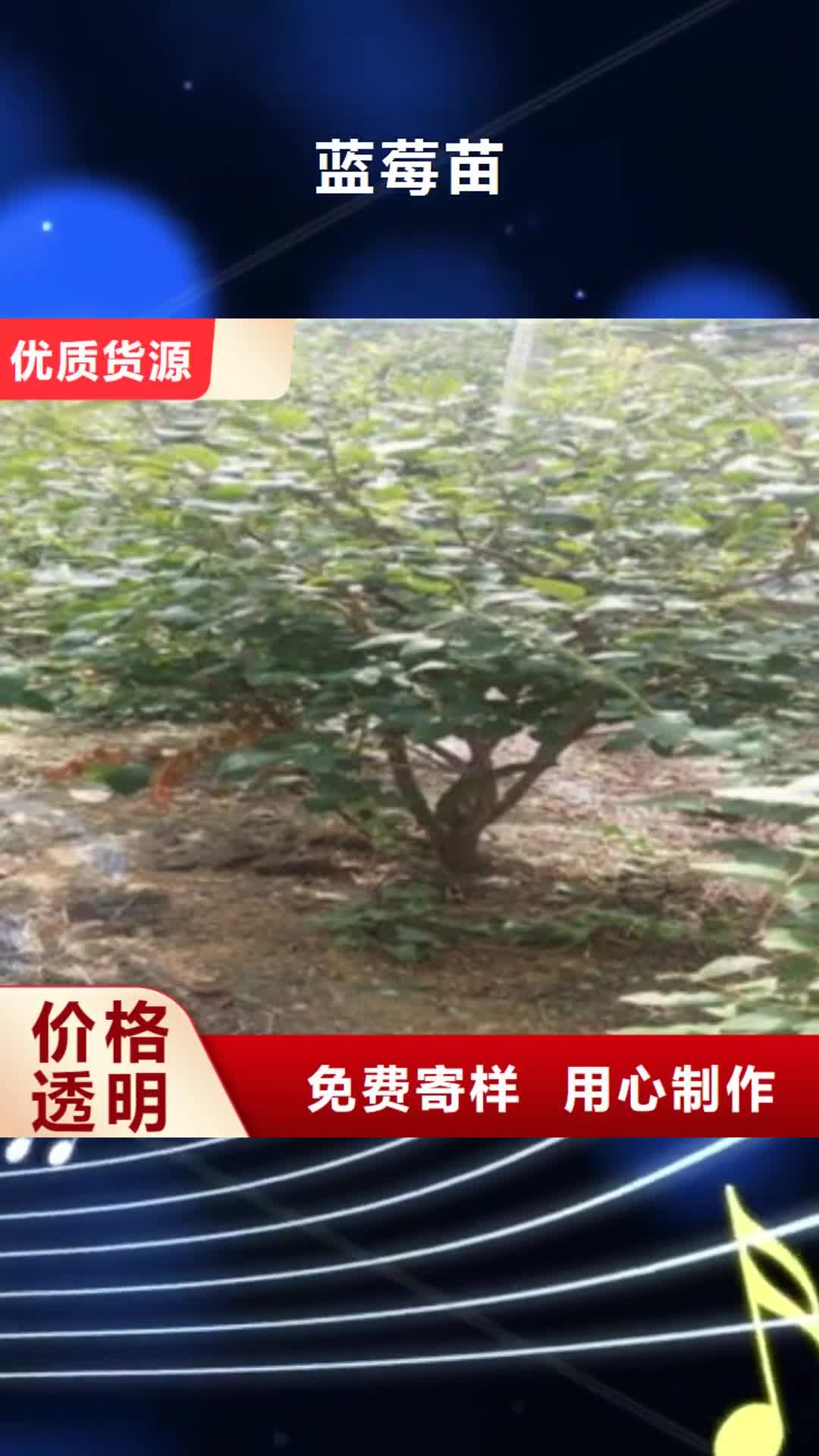 本溪【蓝莓苗】-桃树苗厂家直接面向客户