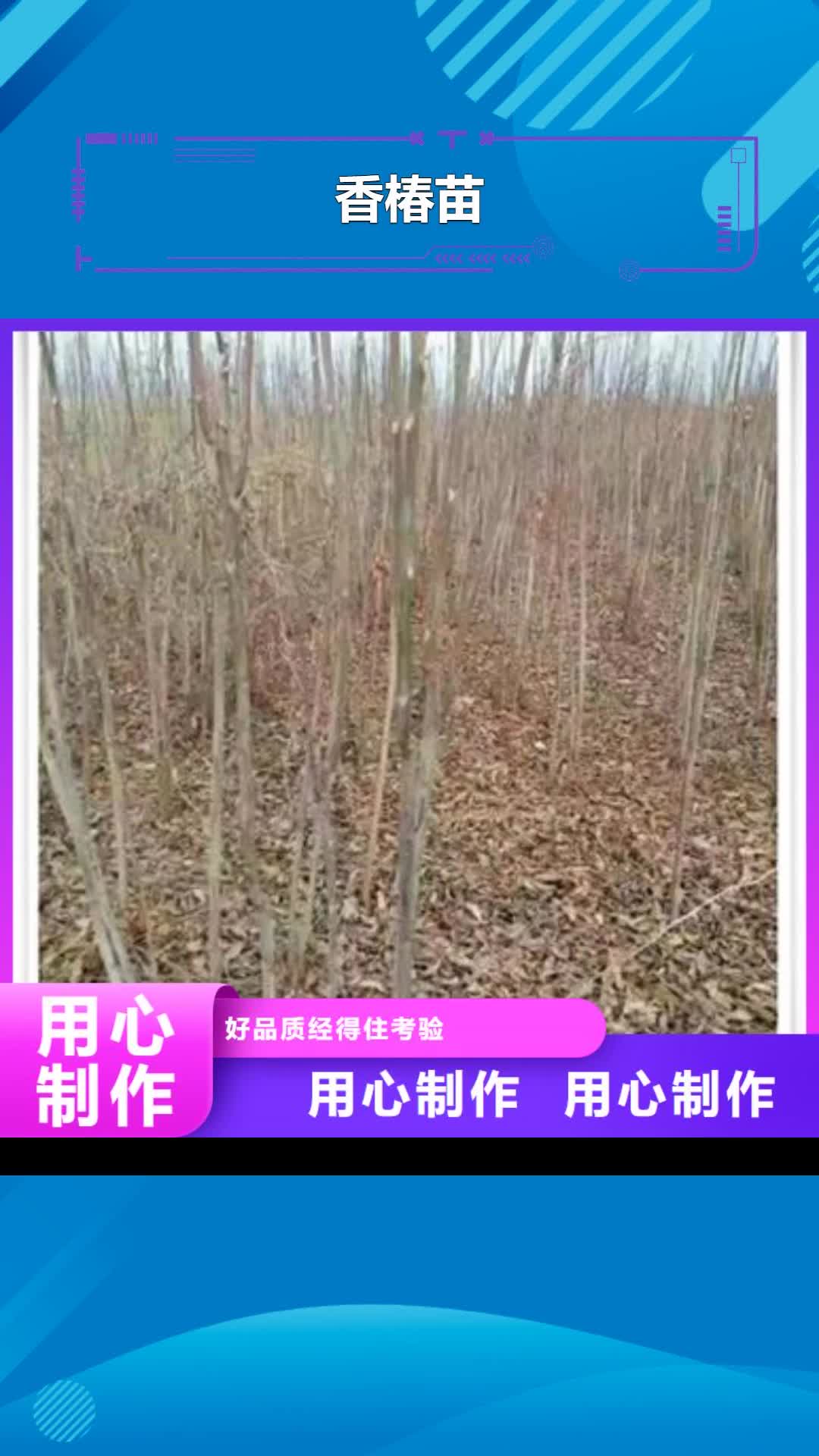 【日照 香椿苗 桃树苗信誉有保证】