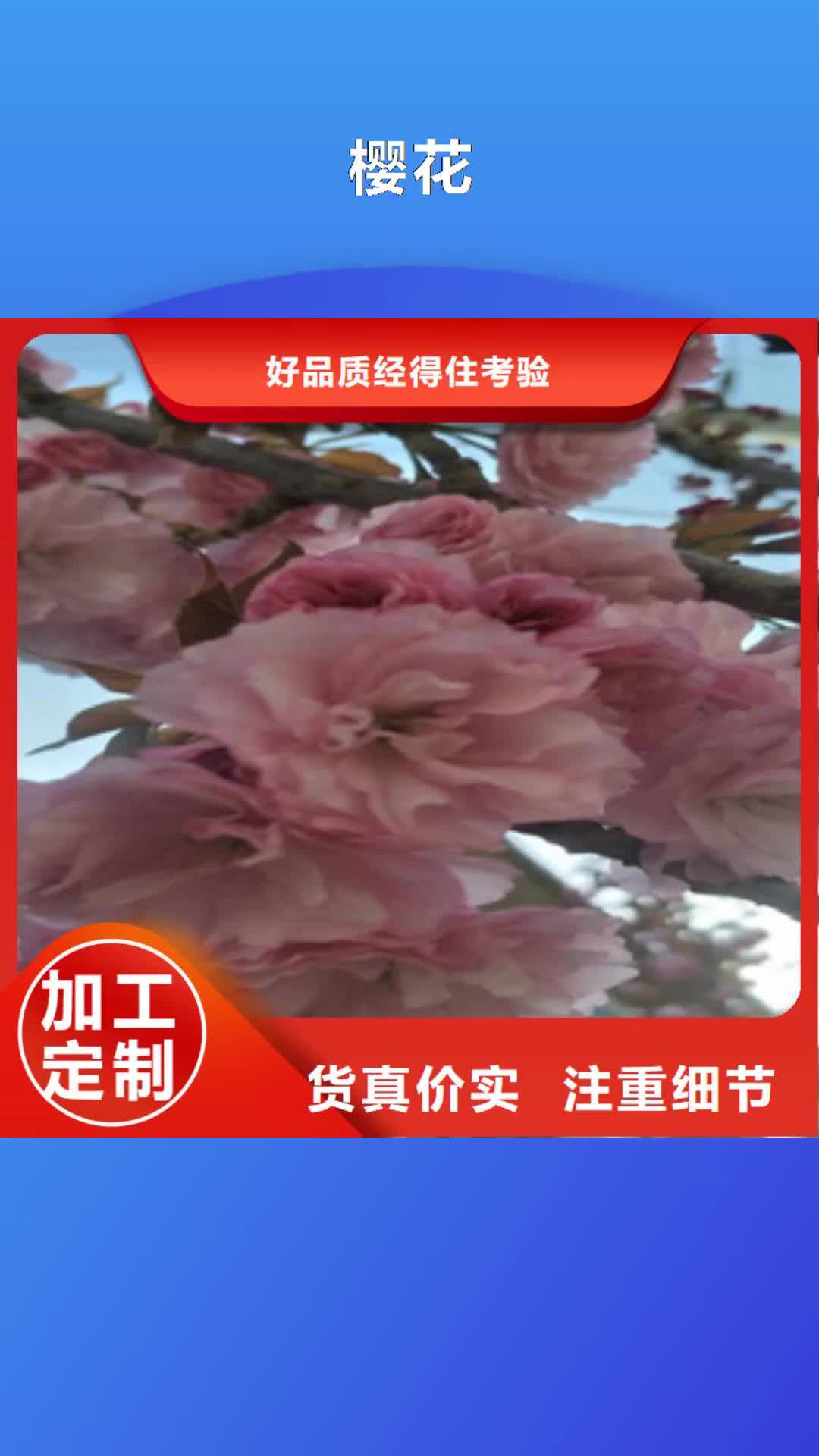 吕梁 樱花_【樱桃苗】价格低