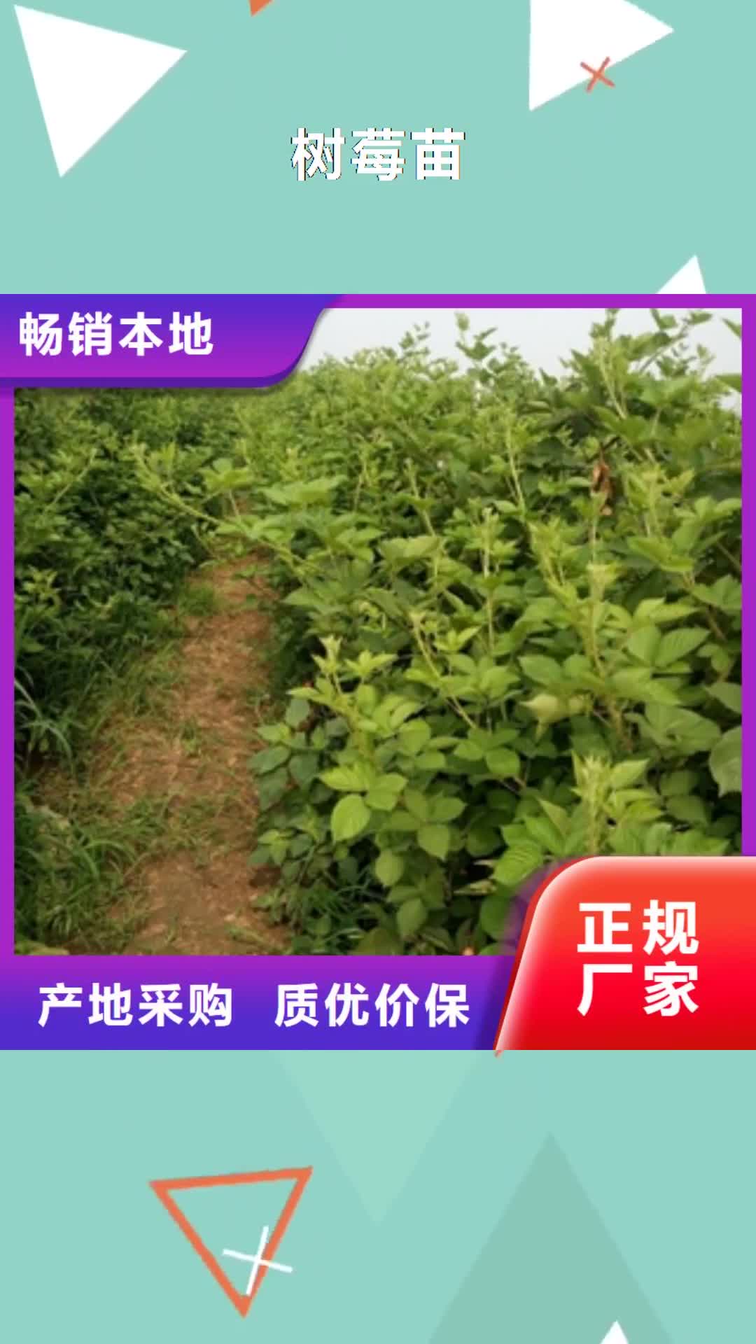 临汾 树莓苗-【绿化树 绿化工程】量大更优惠