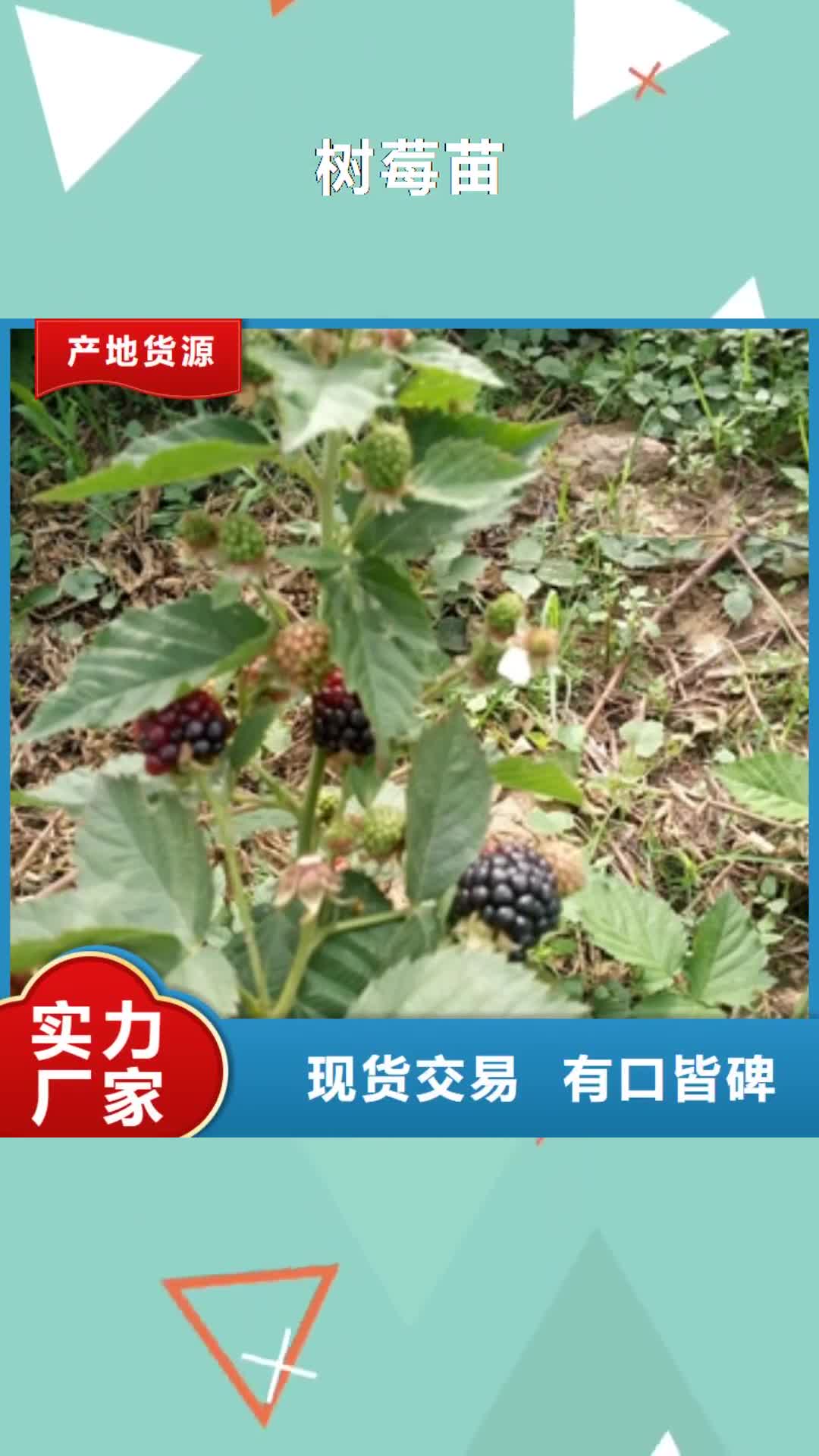 菏泽【树莓苗】-绿化树 绿化工程工厂直营