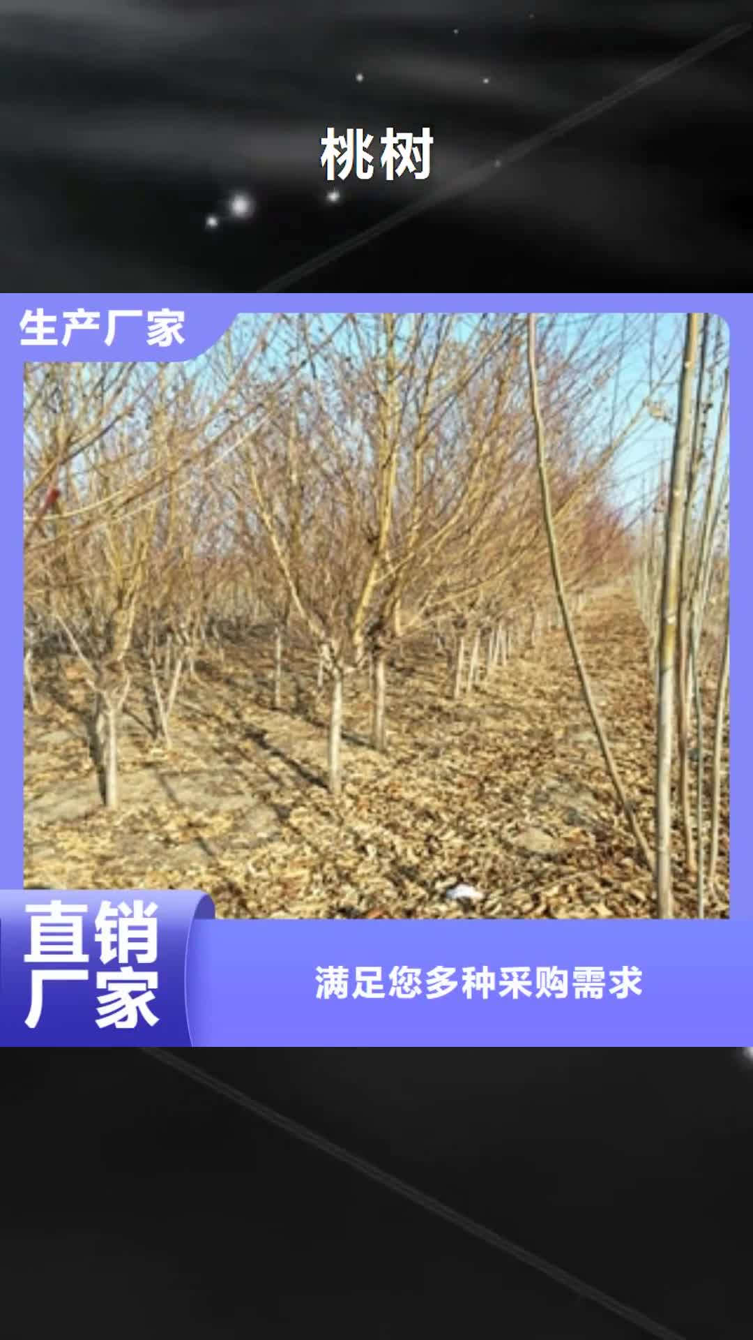 三亚 桃树-【绿化树 绿化工程】标准工艺
