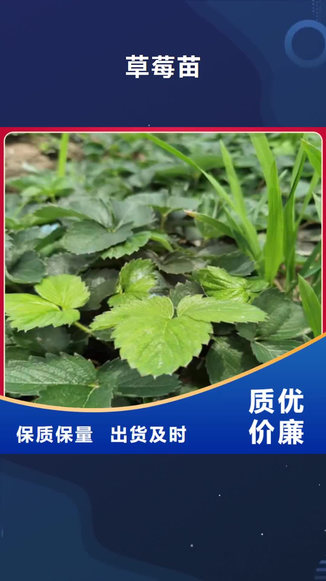 荆州【草莓苗】 樱桃树苗N年大品牌