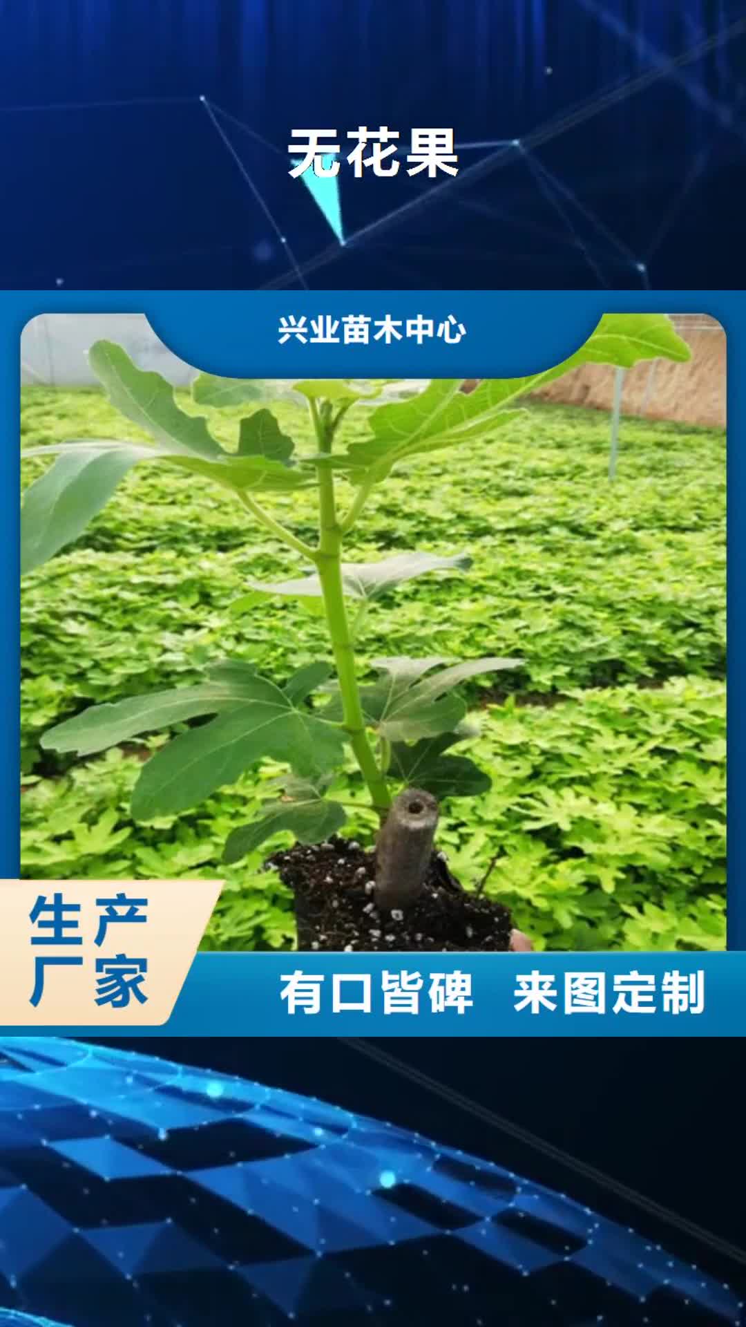 【贺州 无花果-梨树苗质量优选】