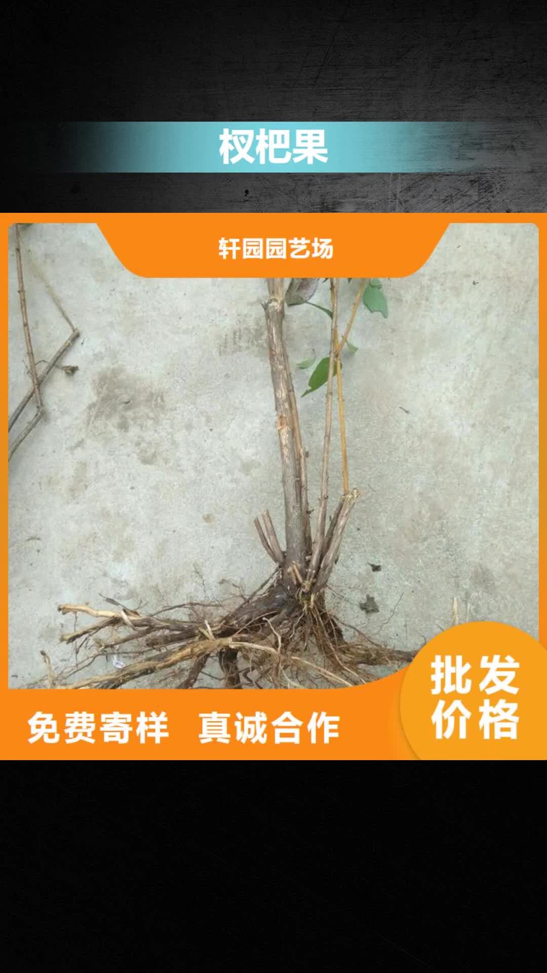 德州 杈杷果 【苹果苗】用心做好细节