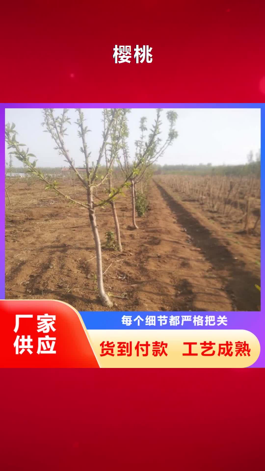 东营 樱桃_【无花果苗】多种工艺