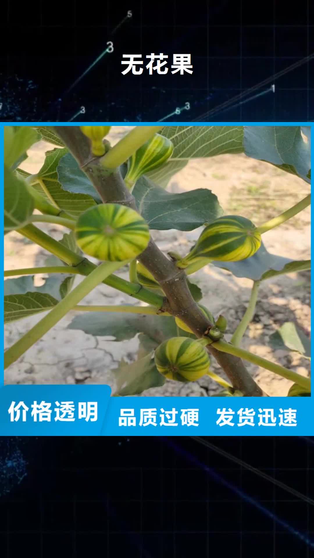 伊犁 无花果【樱桃苗】当日价格