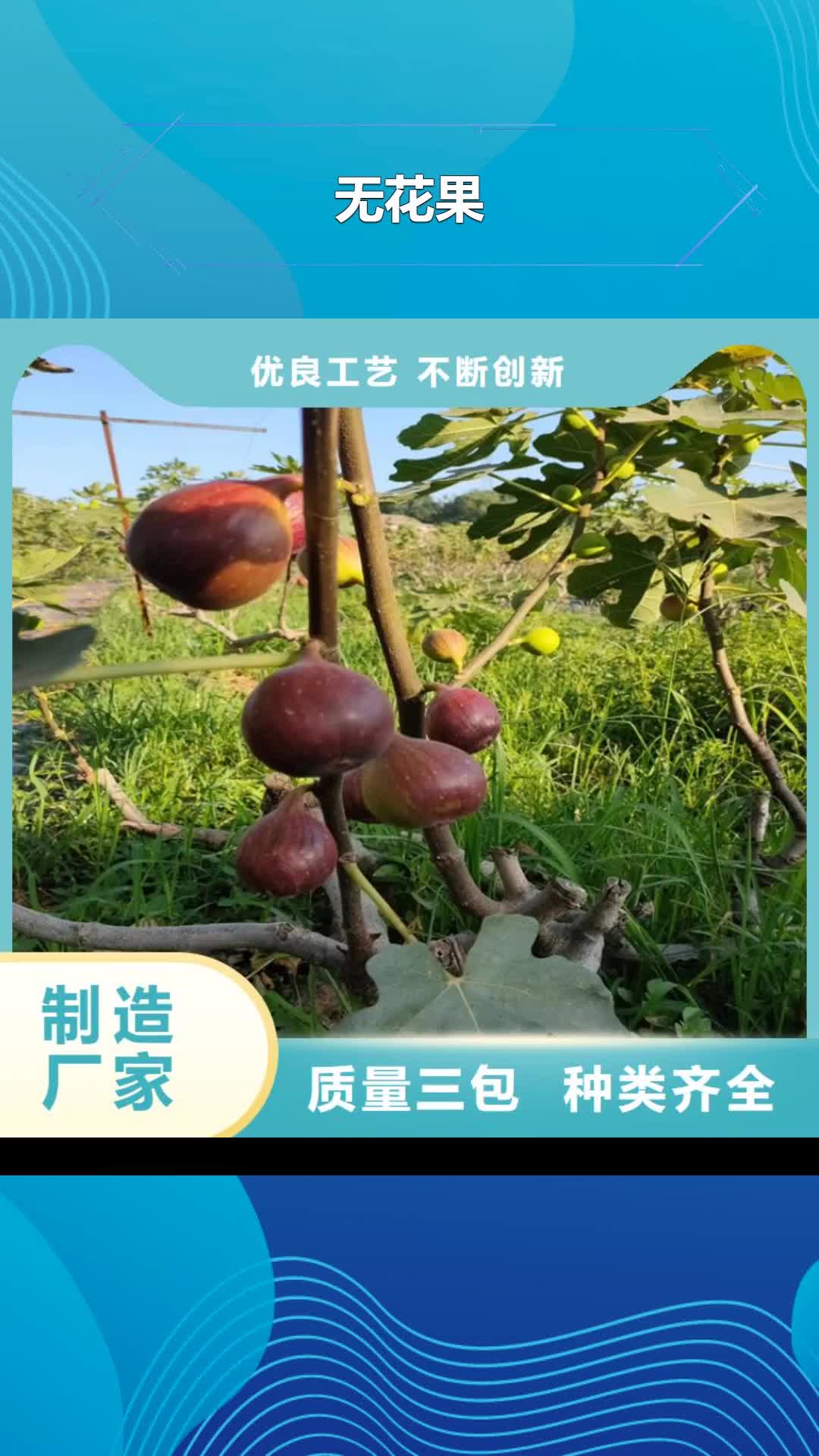 【阜阳 无花果-苹果苗产地批发】