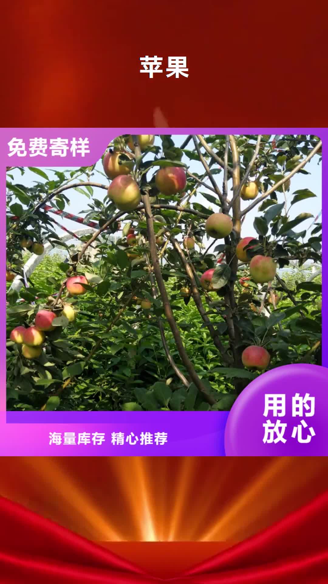 【伊犁 苹果 北美冬青经验丰富质量放心】