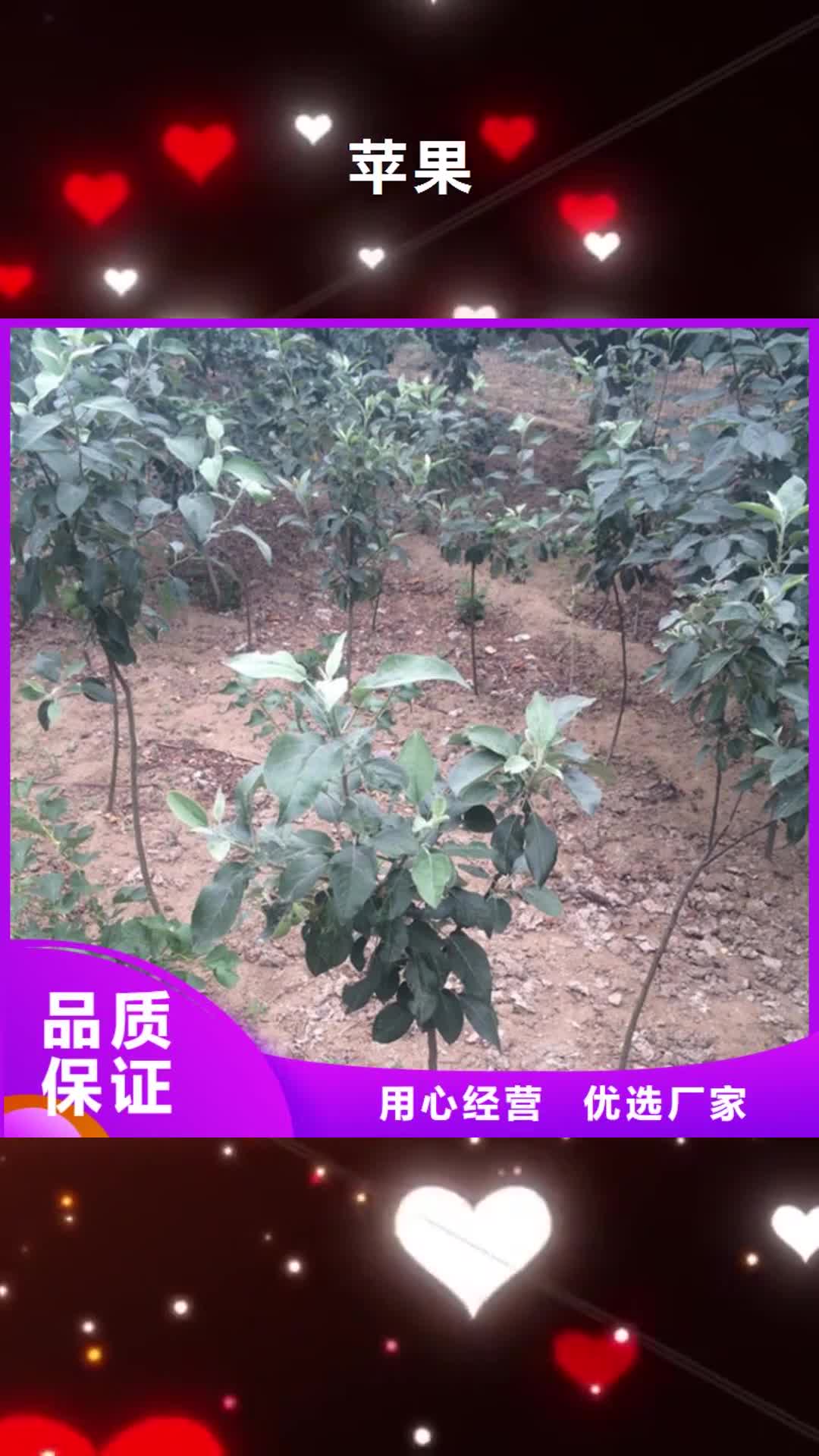 【泰州 苹果石榴苗品种全】