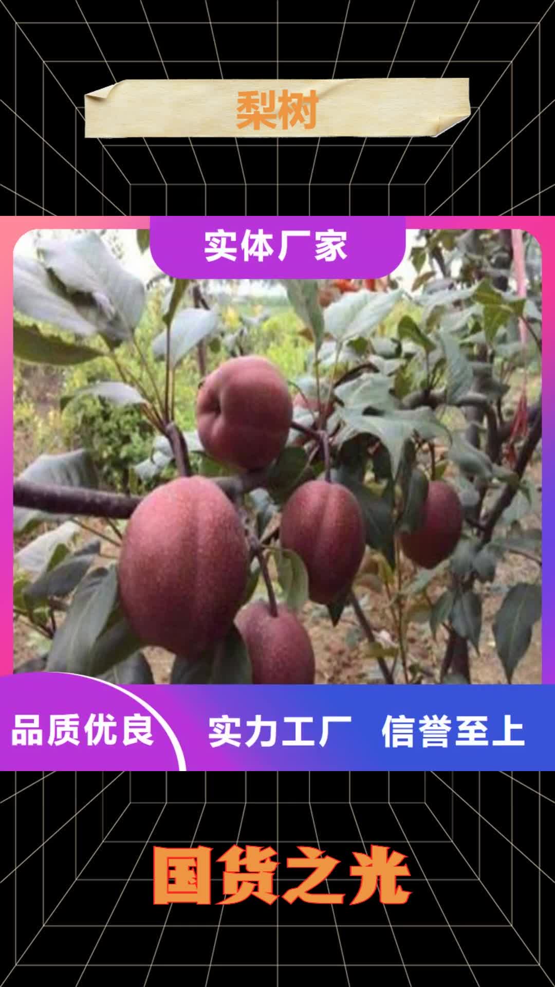南阳 梨树【无花果苗】源头工厂