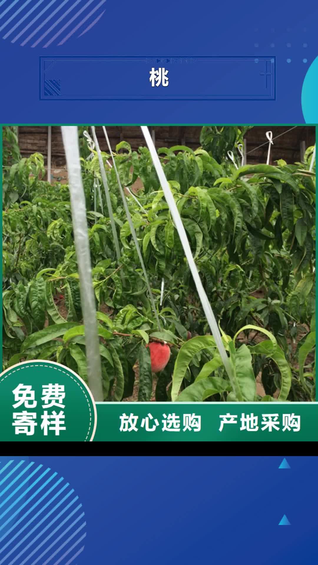 阜阳【桃】 石榴苗对质量负责