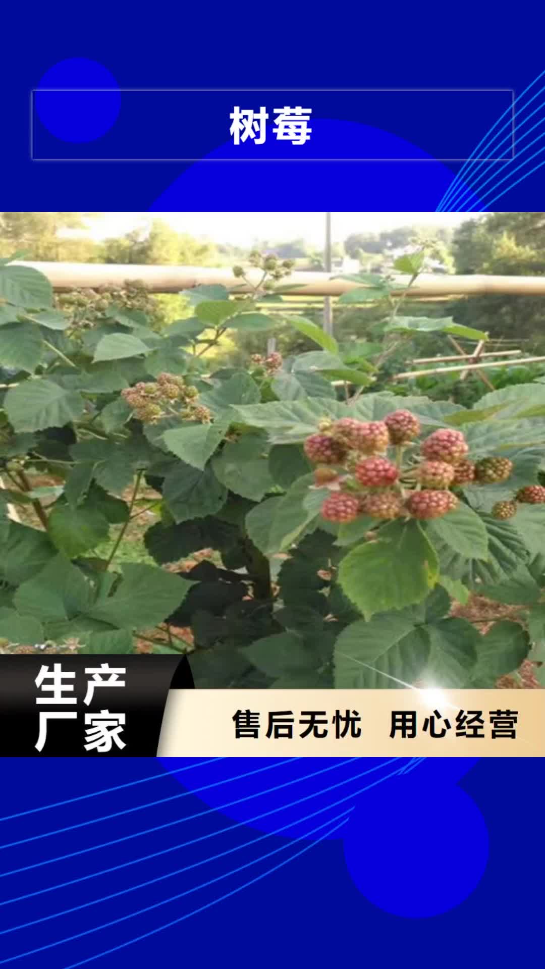 阜阳【树莓】,梨树苗一站式采购商