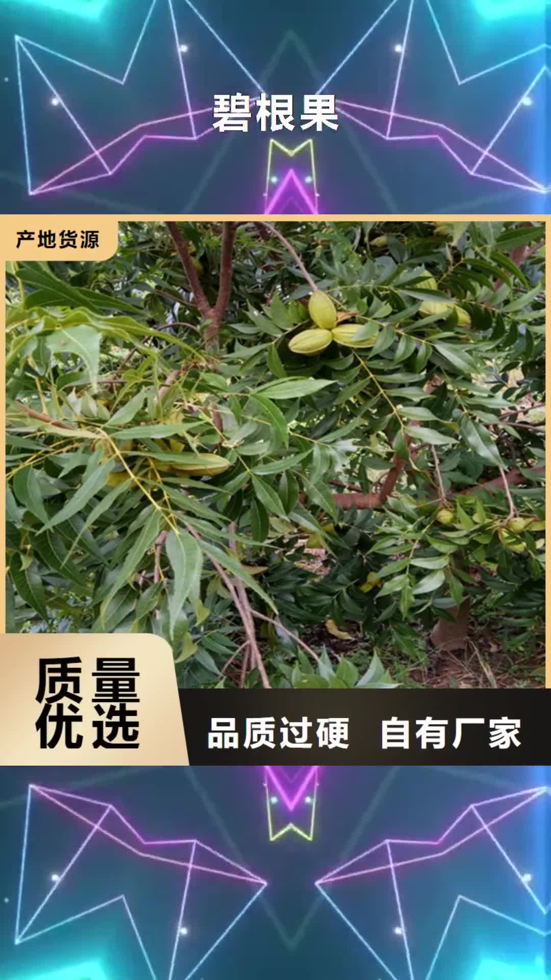 菏泽 碧根果,【蓝莓苗】性价比高