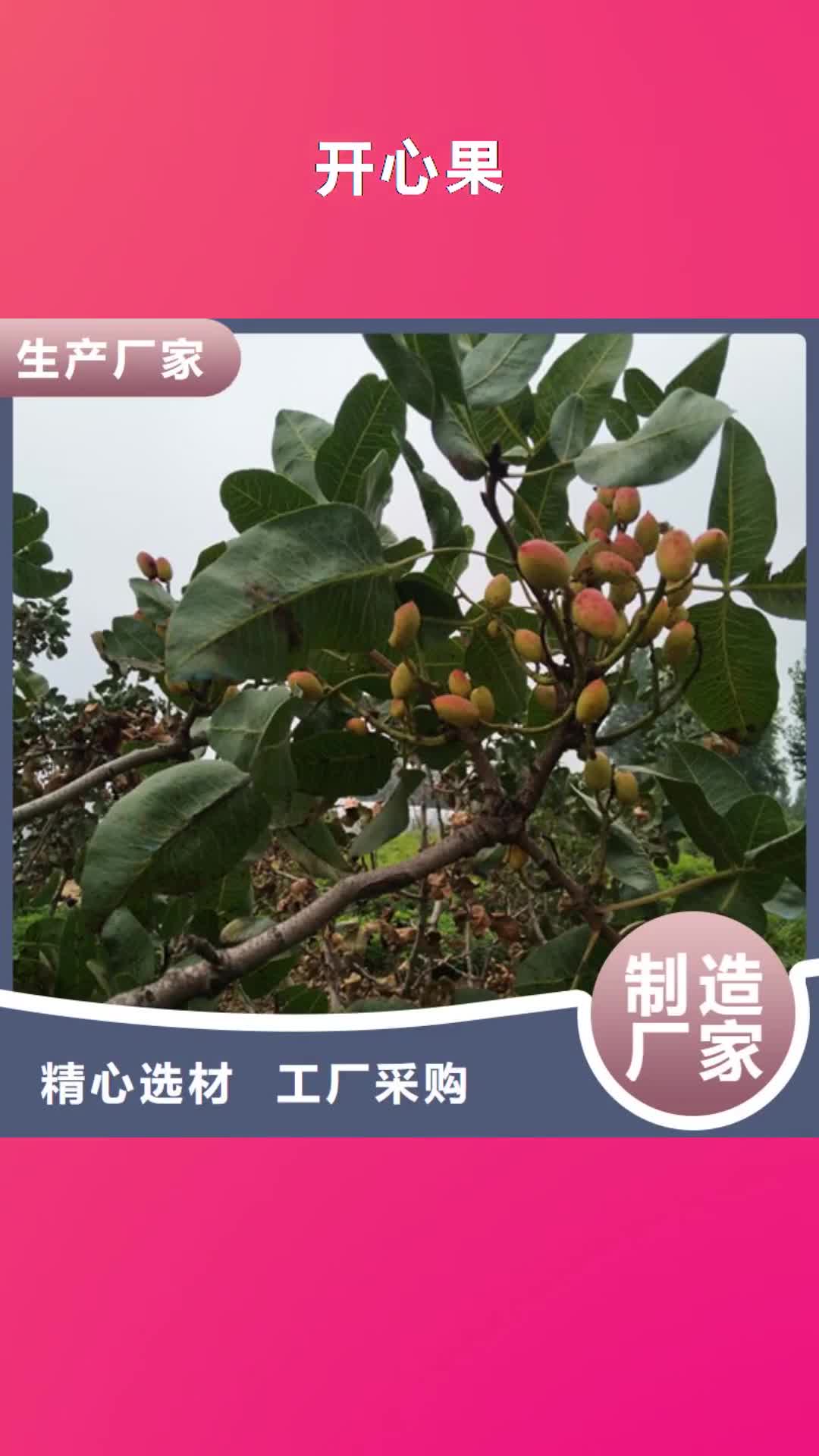 盐城 开心果,【樱桃苗】源厂直接供货