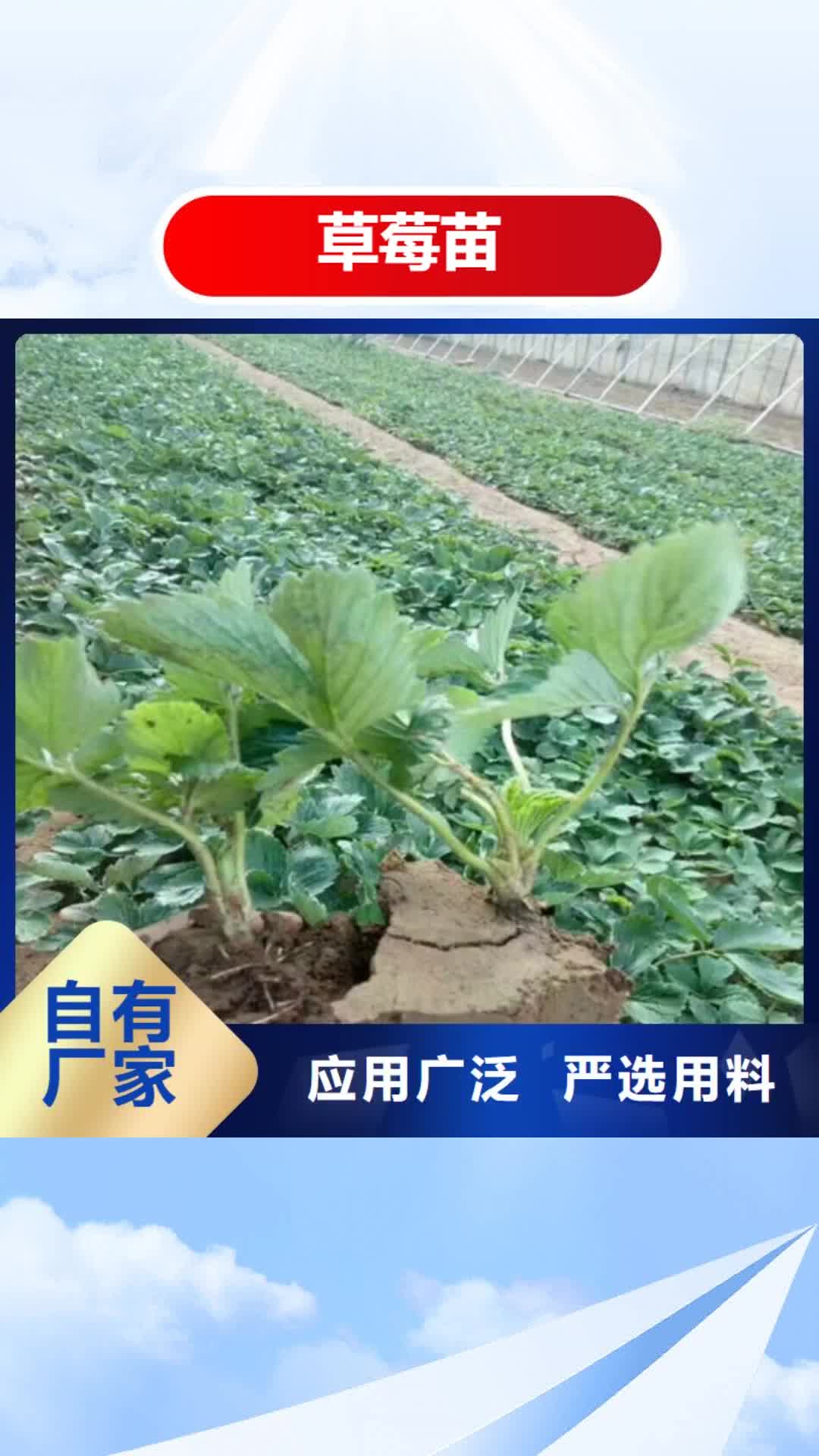 玉林【草莓苗】 桃树苗基地您想要的我们都有