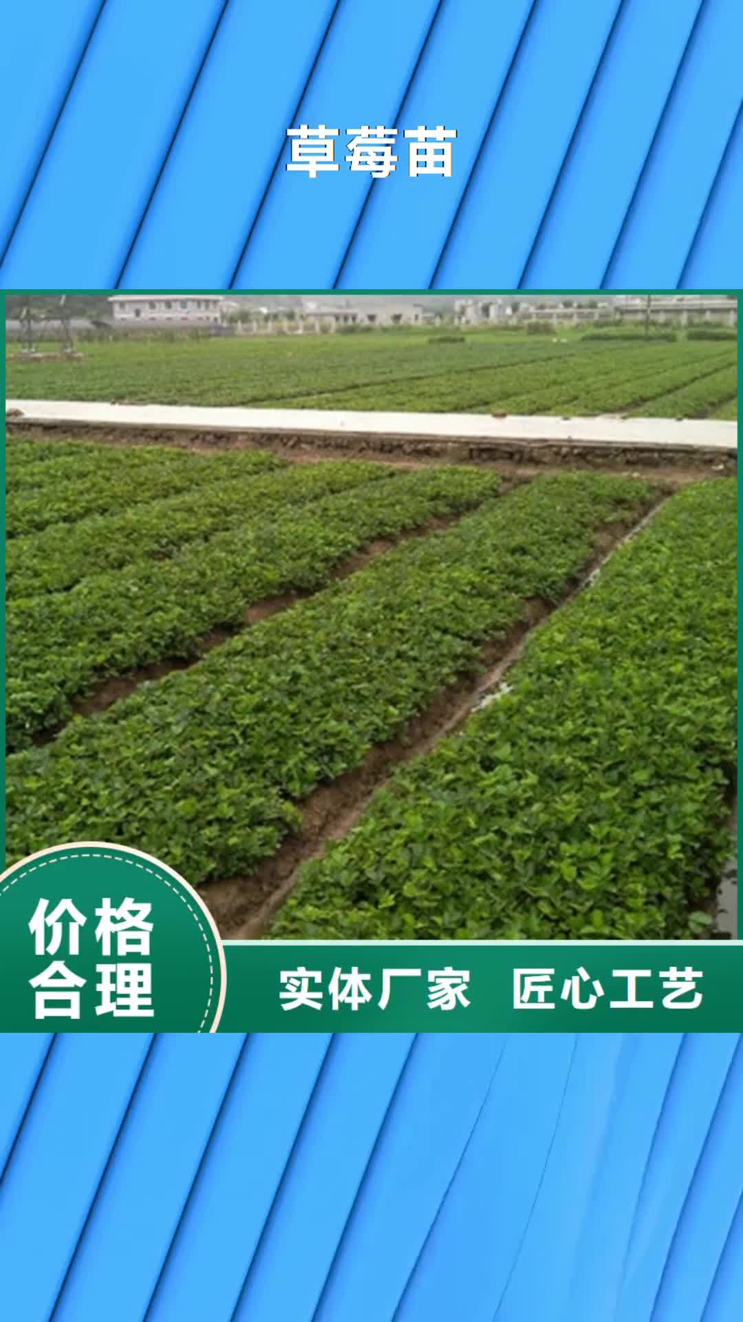 甘肃 草莓苗 【梨树苗基地】好产品有口碑