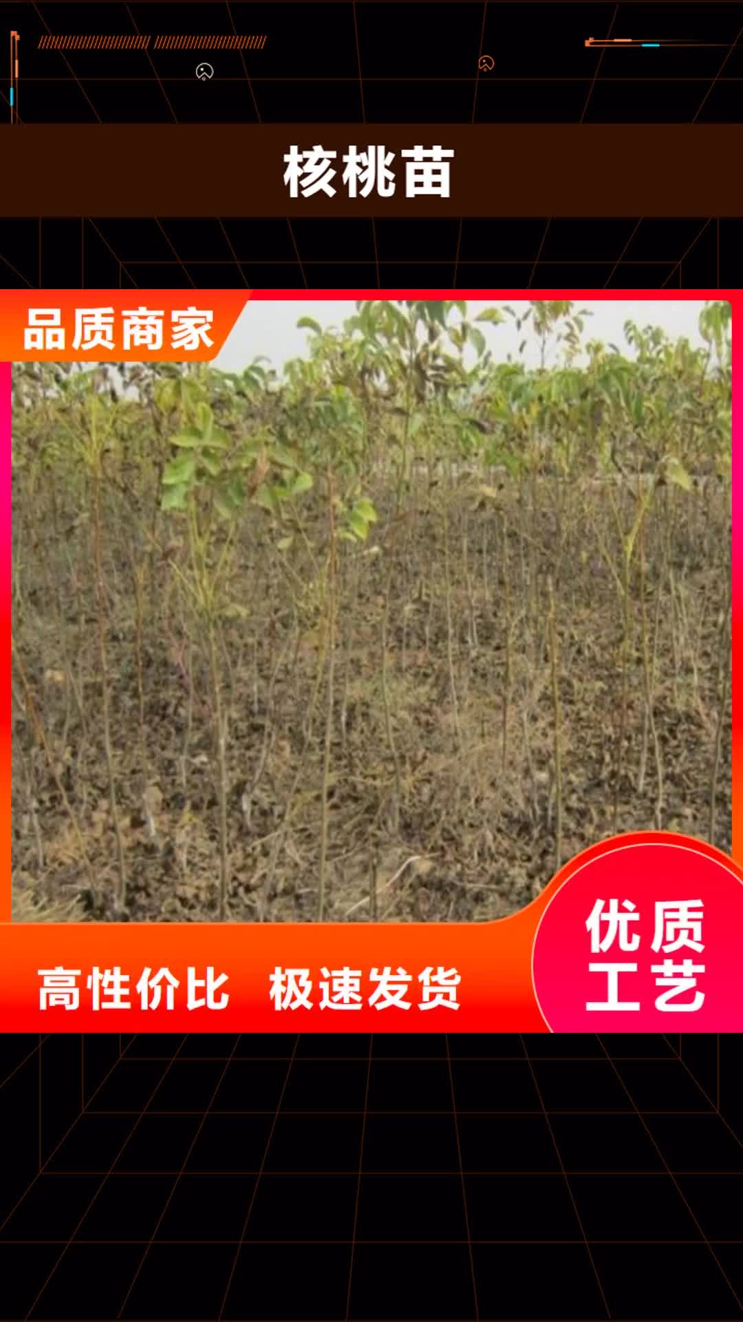 广元 核桃苗,【果树苗批发基地】品质信得过