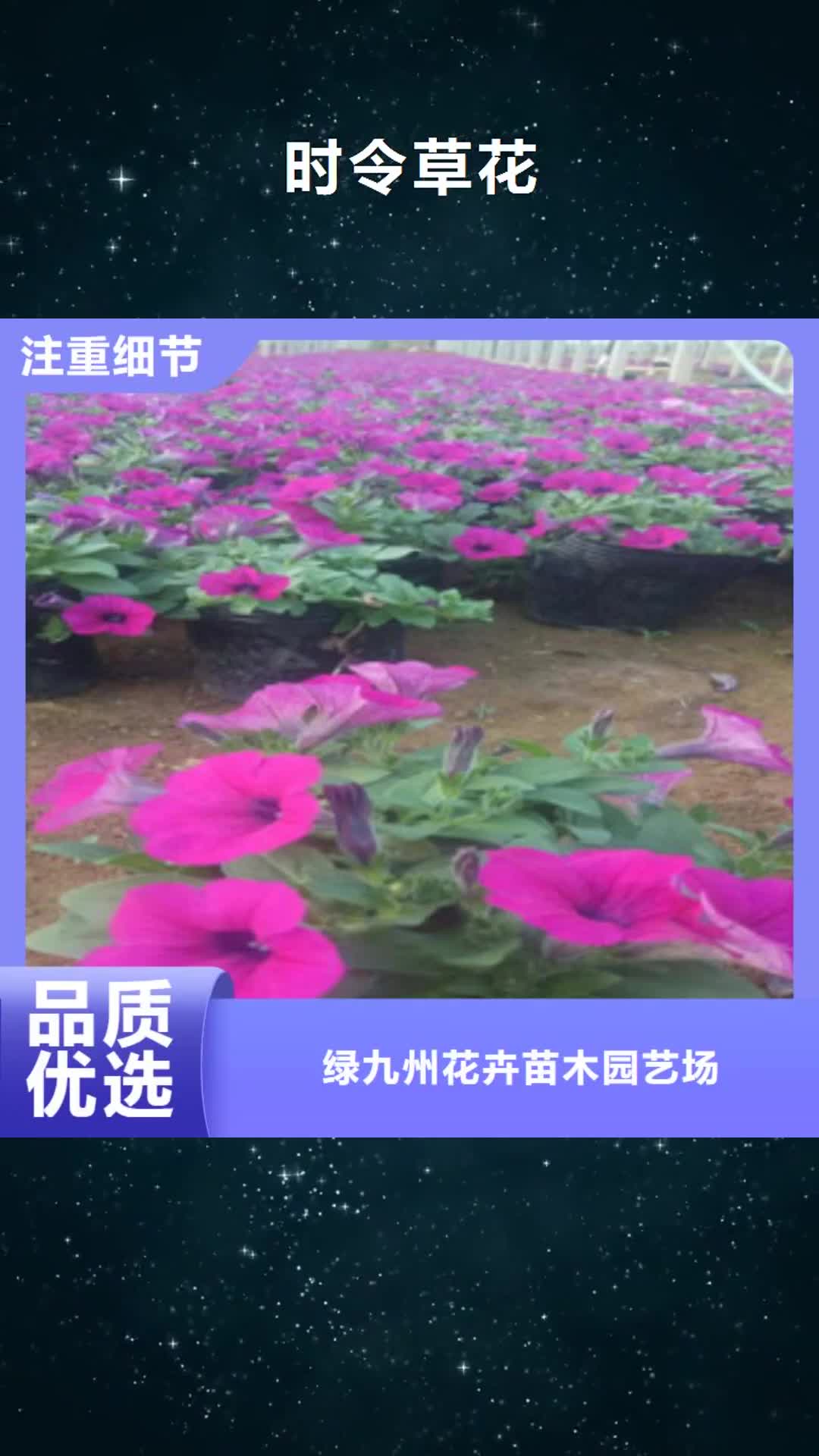 【新疆 时令草花 耐寒耐旱草花基地细节之处更加用心】