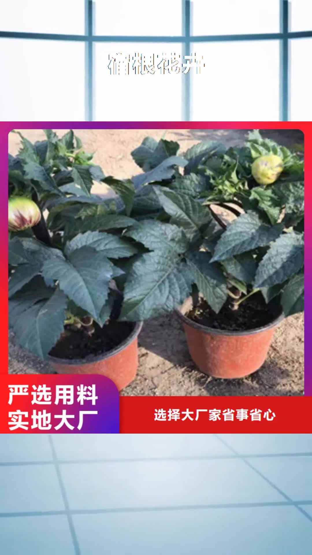 威海 宿根花卉【花海景观工程】讲信誉保质量