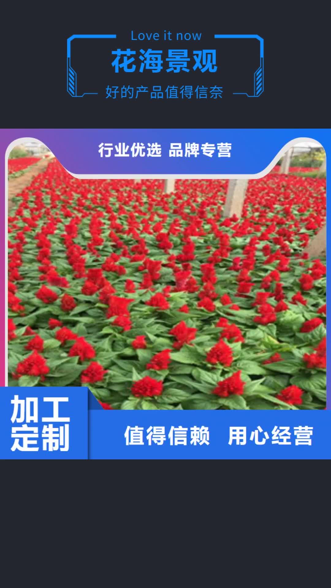 迪庆 花海景观【耐寒耐旱草花基地】品质之选