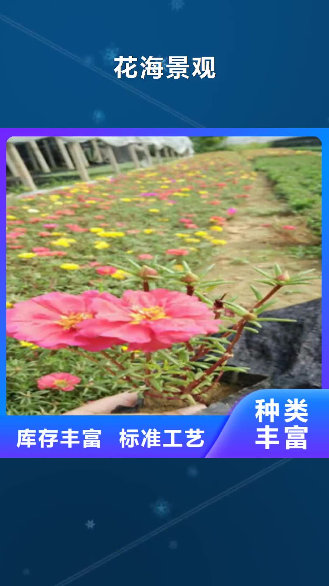 黔东南 花海景观,【耐寒耐旱草花基地】海量库存