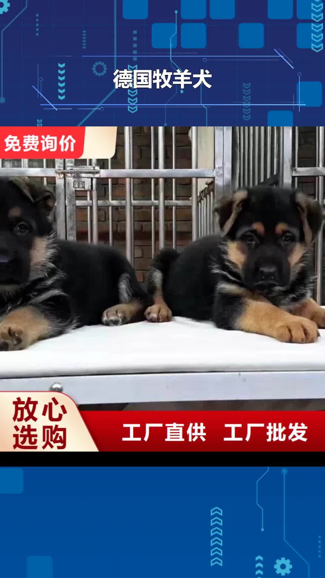 江门 德国牧羊犬_【卡斯罗犬】专业生产制造厂